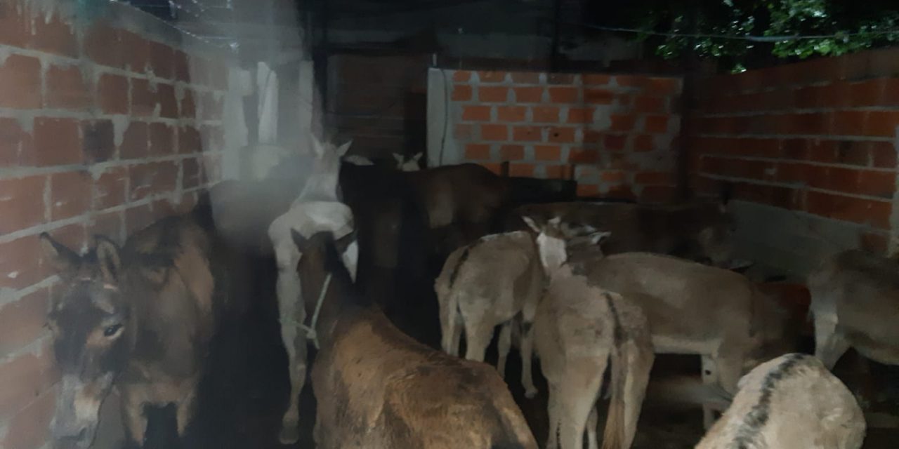 Lo sorprenden con 14 equinos en su casa, y carne de otros en el refrigerador
