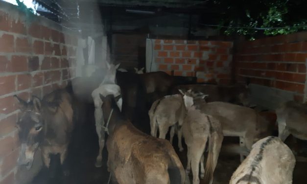 Lo sorprenden con 14 equinos en su casa, y carne de otros en el refrigerador