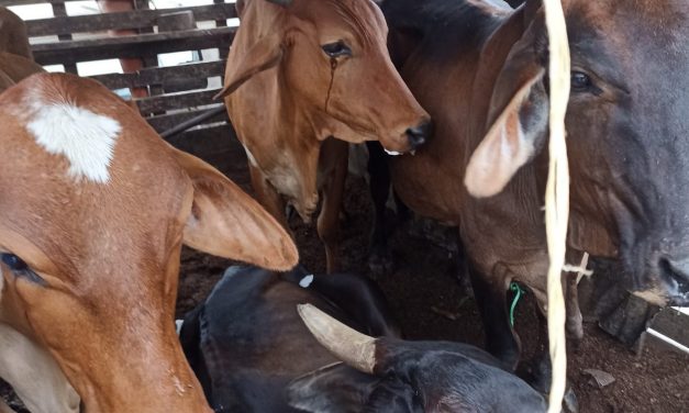 Un toro y 9 vacas ‘peladas’ en fincas de Juan de Acosta