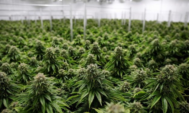 Gobierno reglamentó el uso de cannabis medicinal y también su desarrollo industrial