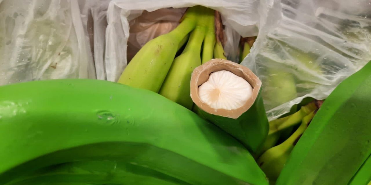Incautan en Santa Marta 700 kilos de ‘narcobananos’, con destino a Bélgica
