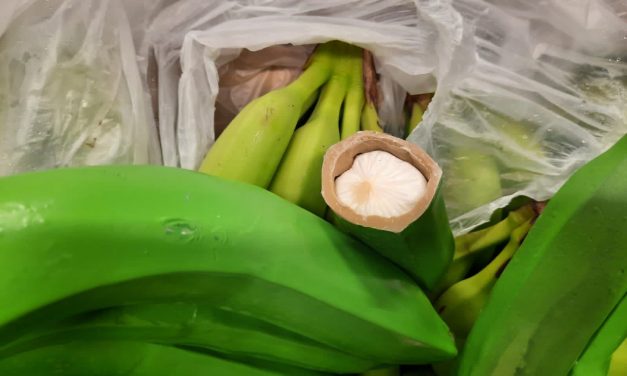 Incautan en Santa Marta 700 kilos de ‘narcobananos’, con destino a Bélgica