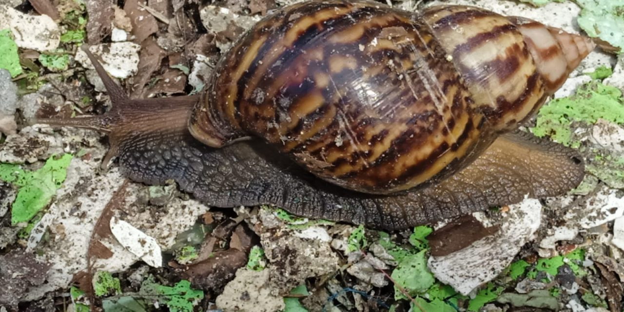 Preocupación en Los Andes por presencia del caracol africano