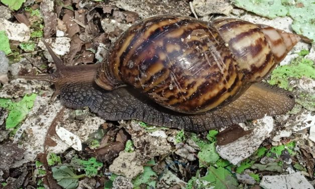 Preocupación en Los Andes por presencia del caracol africano