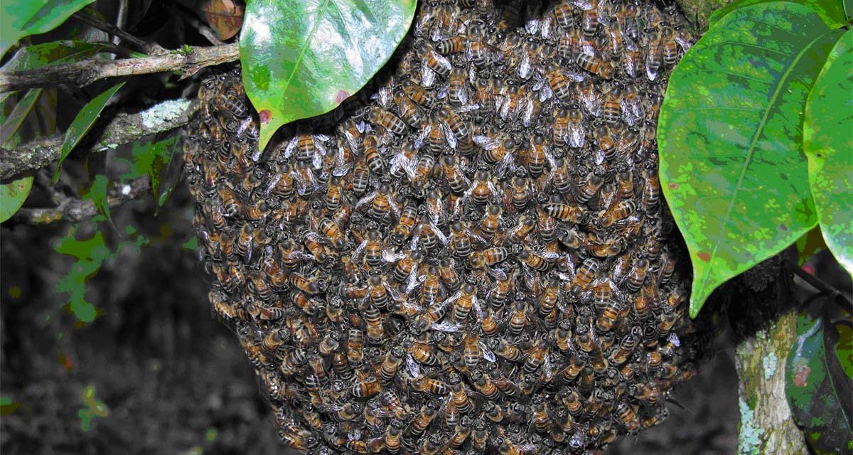 Muere niño atacados por abejas