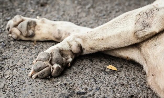 Detenido entrenador de perros por devolver muerto uno de los animales que tenía bajo su cargo