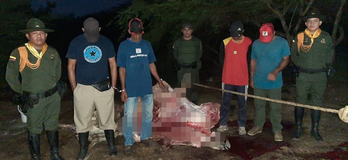 Policía interviene matadero clandestino en Campo de la Cruz