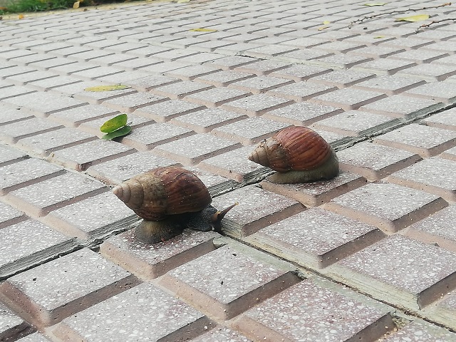 Alarma en el norte por presencia de Caracol africano