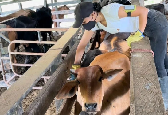En 2 semanas FEDEGÁN e ICA vacunaron 5,2 millones de bovinos contra fiebre aftosa