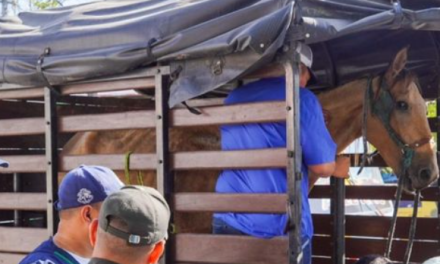 Barranquilla inicia sanciones por uso de vehículos de tracción animal