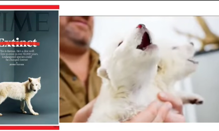 Reviven al lobo terrible tras 10.000 años: nacen los primeros cachorros en EE. UU.