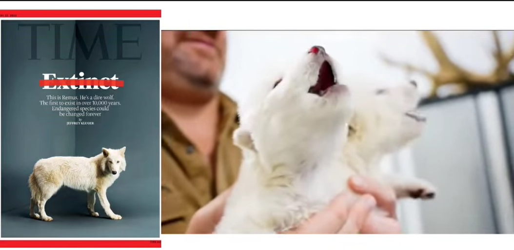 Reviven al lobo terrible tras 10.000 años: nacen los primeros cachorros en EE. UU.