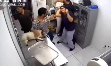 Dueña de perrita agrede a veterinaria tras no poder salvarle la vida en Durango
