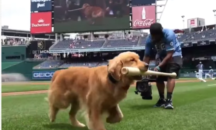 Bruce, el perro recojebates, debuta en Grandes Ligas con los Nationals