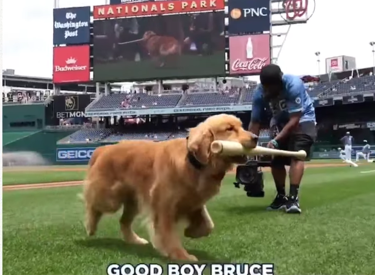 Bruce, el perro recojebates, debuta en Grandes Ligas con los Nationals