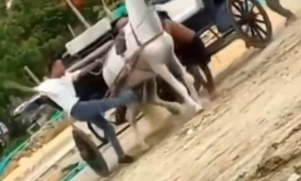 Indignación en Cartagena: cochero patea brutalmente a caballo exhausto en Chambacú