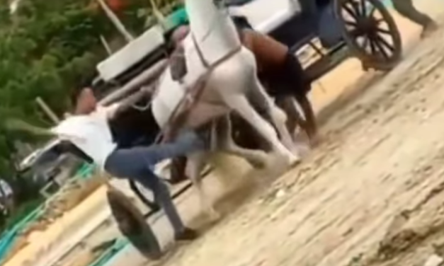 Indignación en Cartagena: cochero patea brutalmente a caballo exhausto en Chambacú