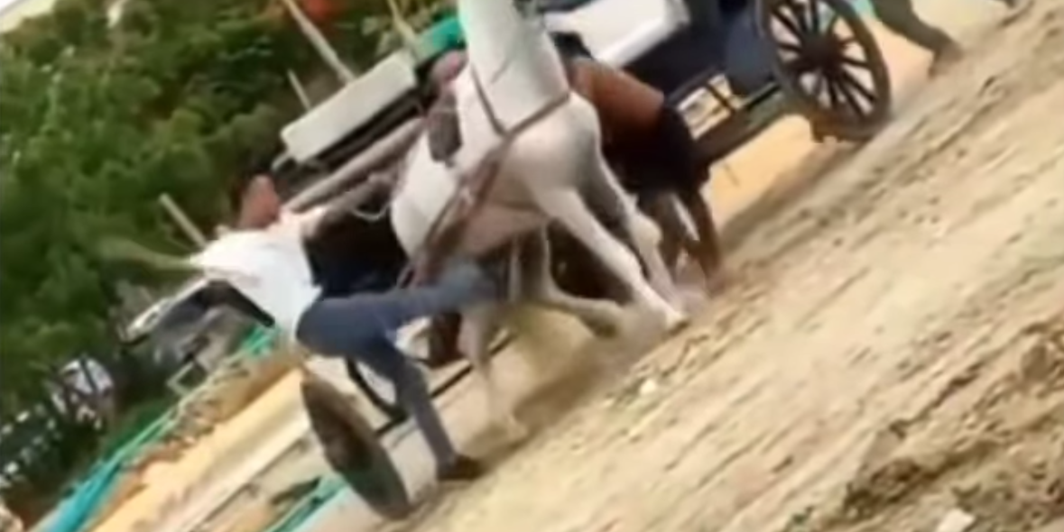Indignación en Cartagena: cochero patea brutalmente a caballo exhausto en Chambacú