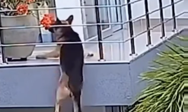 Angustiante: perro quedó colgado de un balcón en Sincelejo y fue rescatado