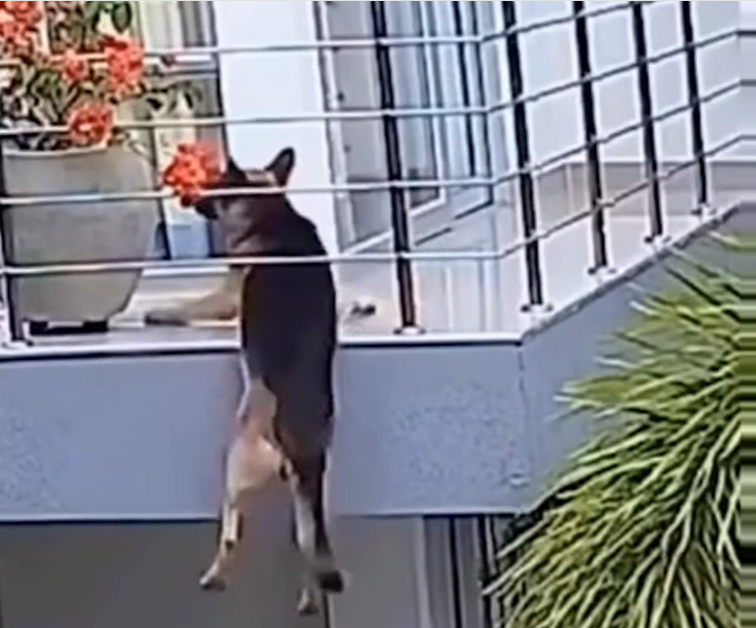 Angustiante: perro quedó colgado de un balcón en Sincelejo y fue rescatado