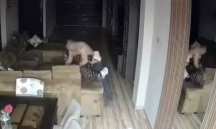 Detienen al alcalde de Nuevo Mundo por agredir brutalmente a su pareja