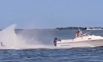 Impactante choque en Nueva Jersey: ballena muere tras colisionar con bote
