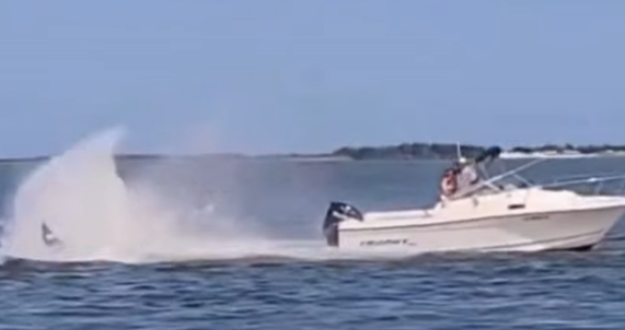 Impactante choque en Nueva Jersey: ballena muere tras colisionar con bote