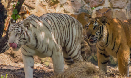 Triste adiós a Indira, la tigresa que marcó la historia del Zoológico de Cali