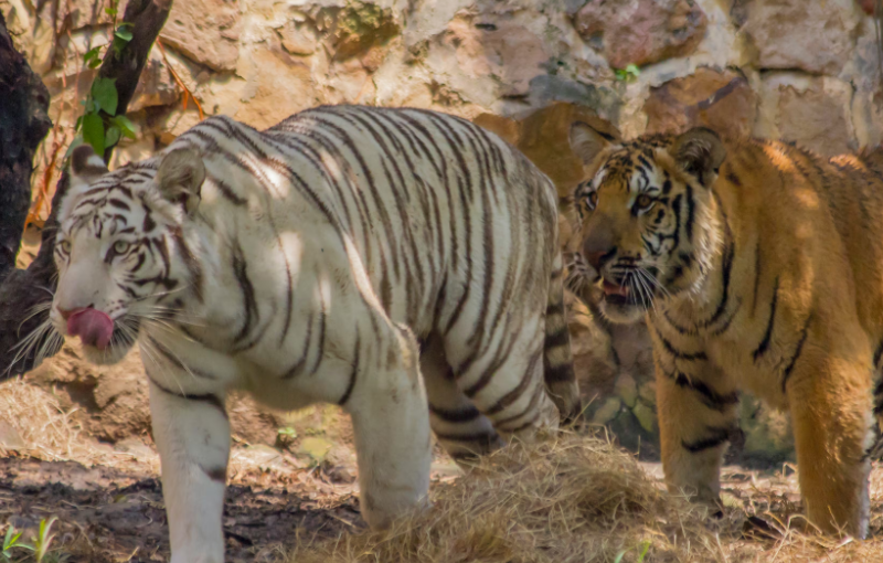 Triste adiós a Indira, la tigresa que marcó la historia del Zoológico de Cali