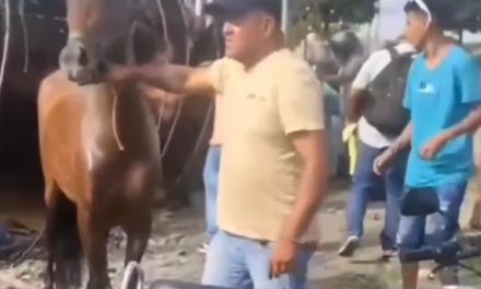 Camión con caballos de Faustino Asprilla se volcó en Tuluá: conductor huyó del lugar