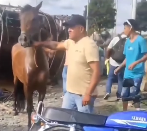 Camión con caballos de Faustino Asprilla se volcó en Tuluá: conductor huyó del lugar
