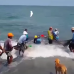 Delfines atrapados en trasmallo fueron liberados por pescadores en Santa Marta