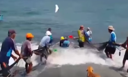 Delfines atrapados en trasmallo fueron liberados por pescadores en Santa Marta