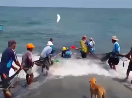 Delfines atrapados en trasmallo fueron liberados por pescadores en Santa Marta