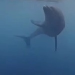 Delfines que enseñan a cuidar el mar en Santa Marta