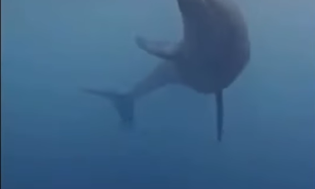 Delfines que enseñan a cuidar el mar en Santa Marta