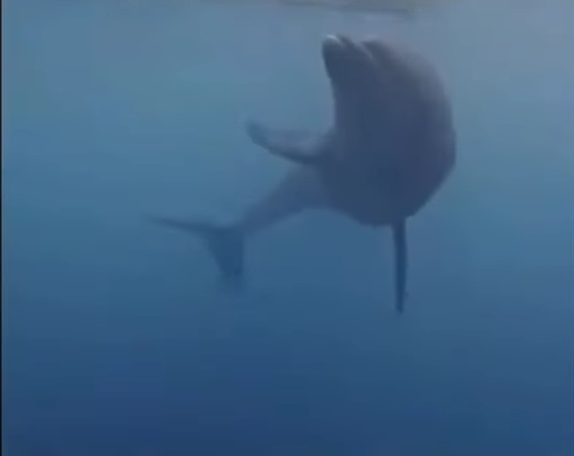 Delfines que enseñan a cuidar el mar en Santa Marta