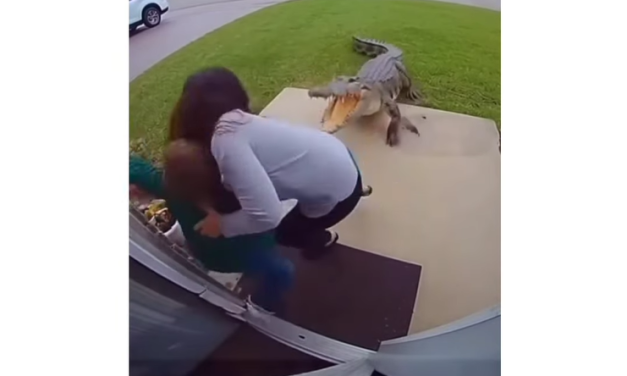 Madre salva a su hijo del ataque de un cocodrilo en Jacksonville, Florida