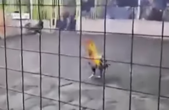 Hombre murió tras ser atacado por el gallo de pelea que entrenaba en Barranca