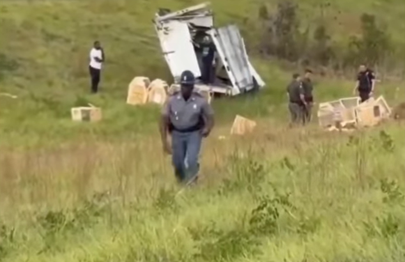 Alerta en Mississippi por mono de laboratorio fugado con posible exposición a virus peligrosos