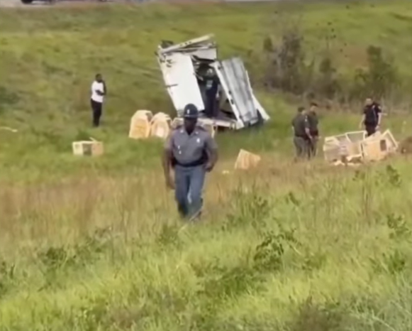 Alerta en Mississippi por mono de laboratorio fugado con posible exposición a virus peligrosos