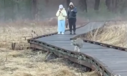 Turistas distraídos con sus teléfonos se topan con un lince en Yosemite: la desconexión con la naturaleza hecha viral