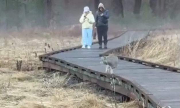 Turistas distraídos con sus teléfonos se topan con un lince en Yosemite: la desconexión con la naturaleza hecha viral