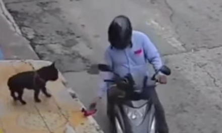 Motociclista roba el juguete a un perro en Villavicencio y desata indignación en redes