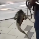 Babilla apareció en el Malecón del Río y fue regresada a su hábitat por ciudadanos