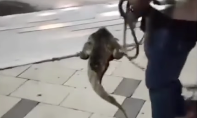 Babilla apareció en el Malecón del Río y fue regresada a su hábitat por ciudadanos