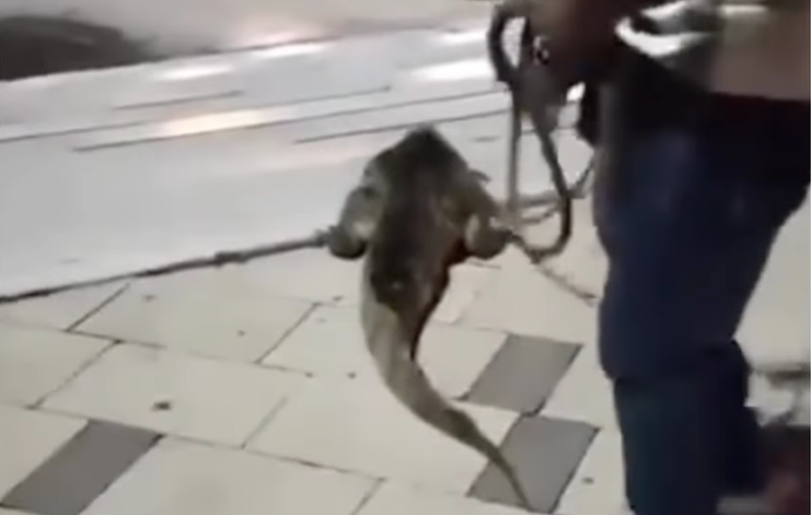 Babilla apareció en el Malecón del Río y fue regresada a su hábitat por ciudadanos