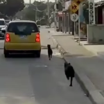 ¡Indignación en Puerto Colombia por caso de abandono animal!