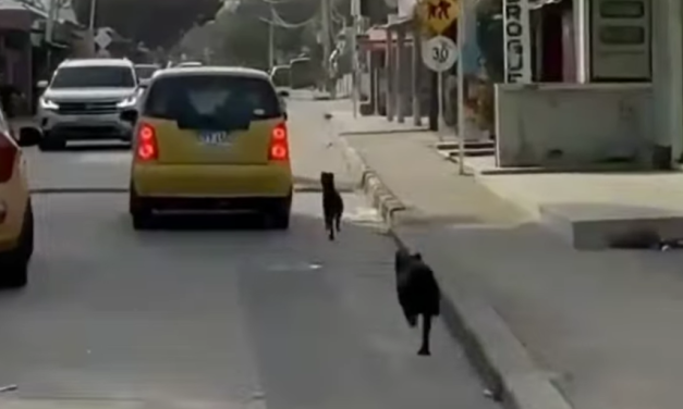 ¡Indignación en Puerto Colombia por caso de abandono animal!