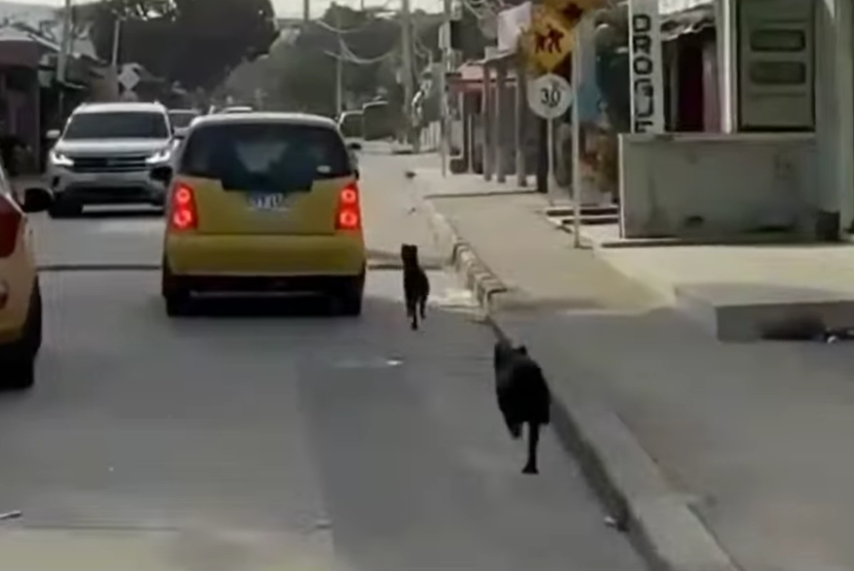 ¡Indignación en Puerto Colombia por caso de abandono animal!